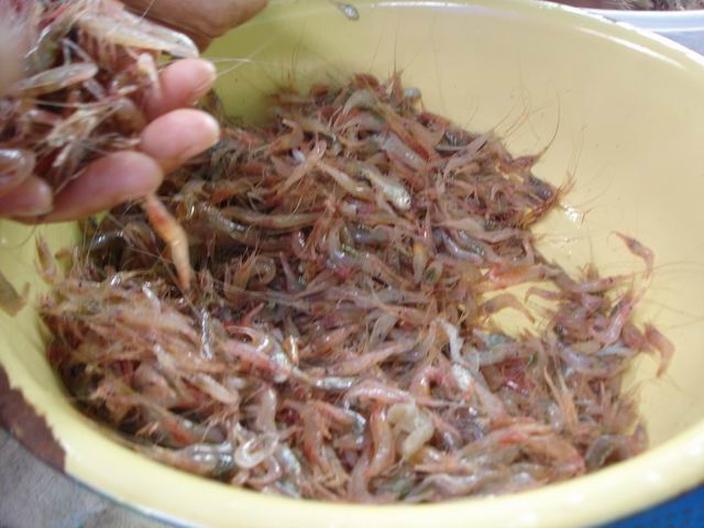 Resize of 虾.JPG
