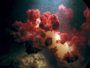 海底珊瑚.jpg