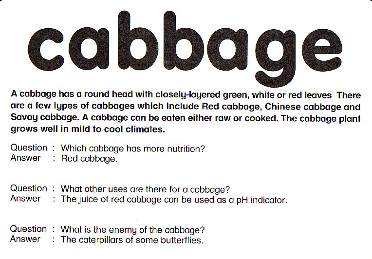 cabbage反面.jpg