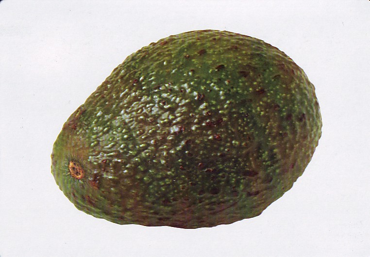 avocado图片.jpg