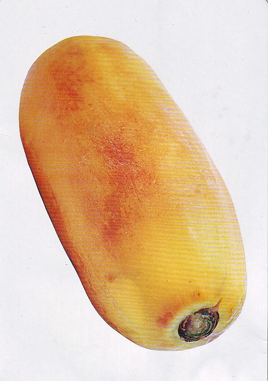 papaya图片.jpg