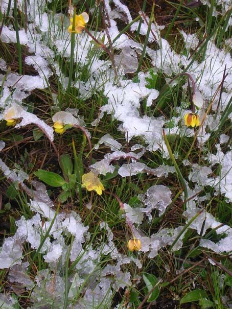 冰雪下的小黄花.jpg