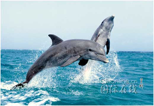 海豚.jpg