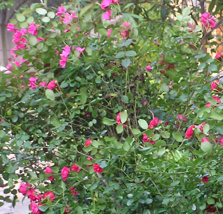 邻居种的粉蔷薇.jpg