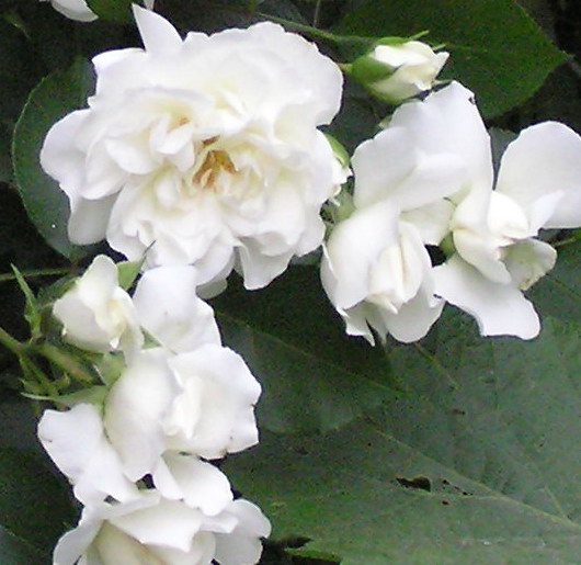 一朵白蔷薇.jpg