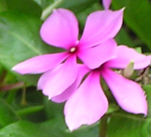 紫荆花.jpg
