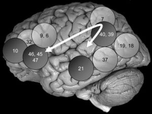 图片说明：大脑某些区域与智力有着重要关系。(图片来源：UCI).jpg