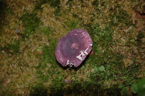 山间小道旁的紫色蘑菇.JPG