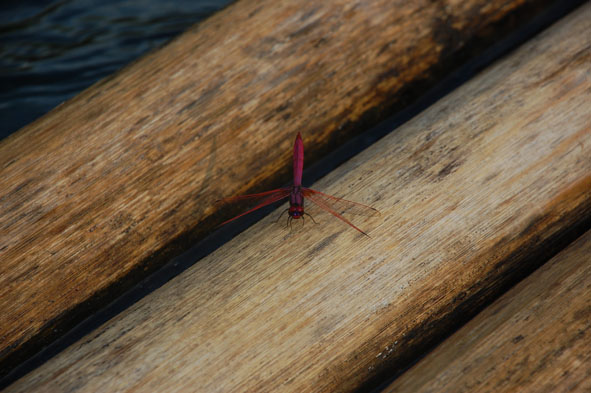红蜻蜓.JPG