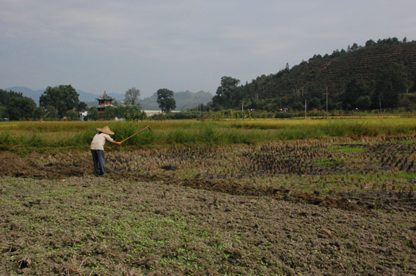 农民在稻田里劳作.JPG