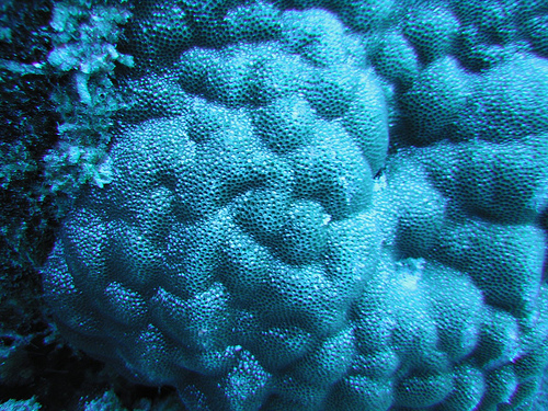 团块微孔珊瑚.jpg