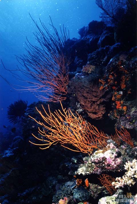红海树珊瑚2.jpg