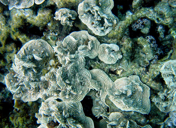 异波纹珊瑚5.jpg