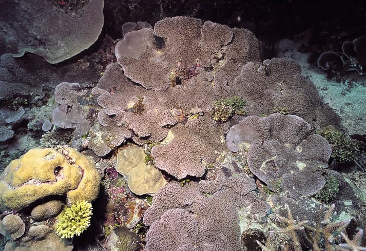 海绵汽孔珊瑚.jpg