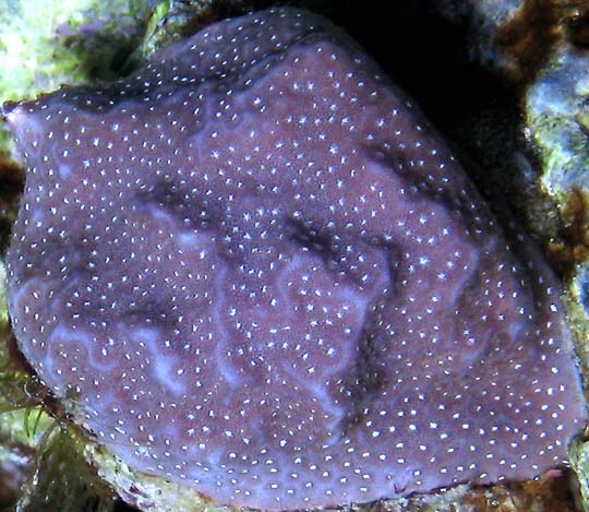 联合微孔珊瑚.jpg