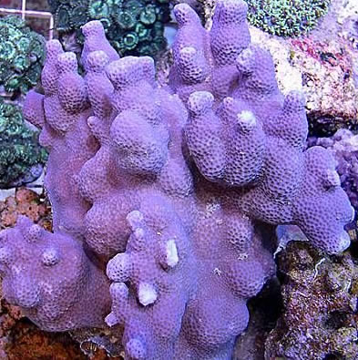 澳洲微孔珊瑚.jpg