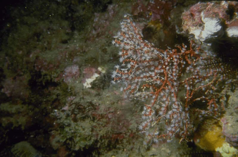 红扇软柳珊瑚.jpg
