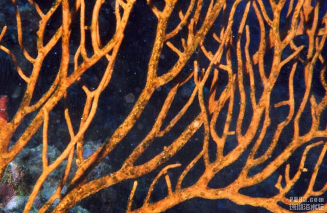 红海树珊瑚3.jpg