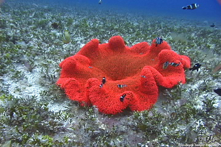 彩色地毯海葵1.jpg