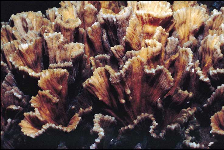 牡丹梳珊瑚5.jpg