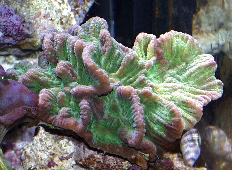 牡丹梳珊瑚1.jpg
