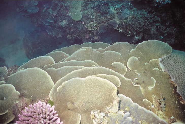 壳形足柄珊瑚.jpg