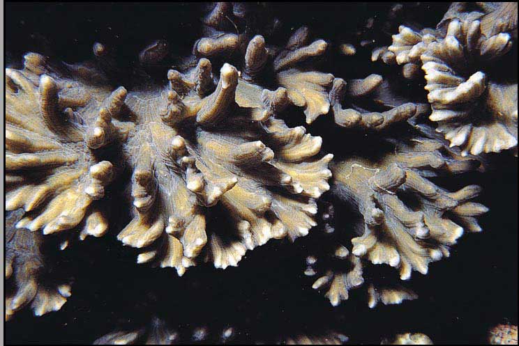 牡丹梳珊瑚4.jpg