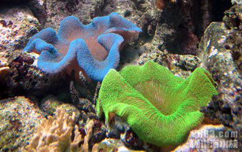 彩色地毯海葵2.jpg
