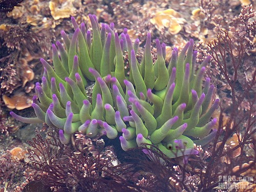 美国粉红海葵2.jpg
