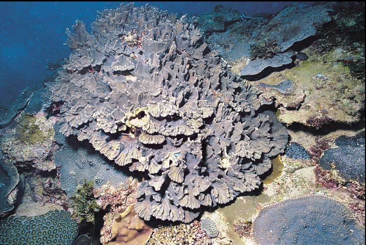 牡丹梳珊瑚6.jpg