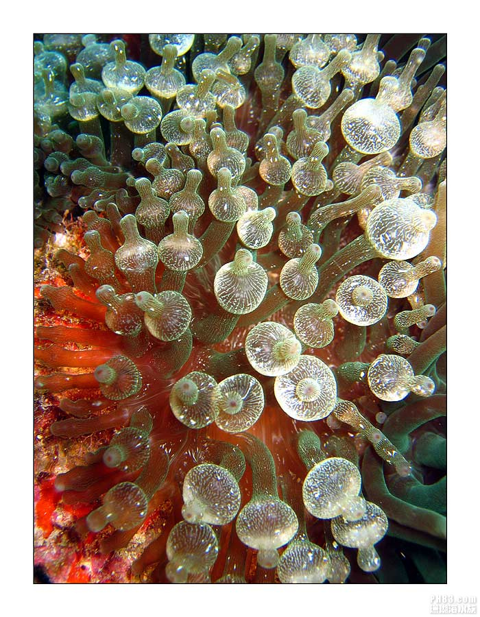 奶嘴海葵10.jpg