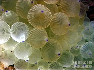 奶嘴海葵2.jpg