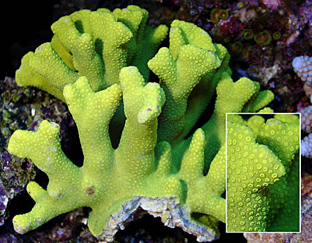 麋鹿角珊瑚.jpg