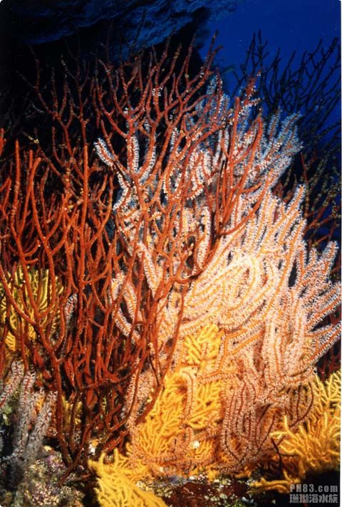 红海树珊瑚1.jpg