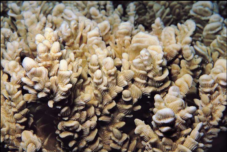 异波纹珊瑚2.jpg