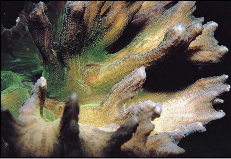 牡丹梳珊瑚3.jpg