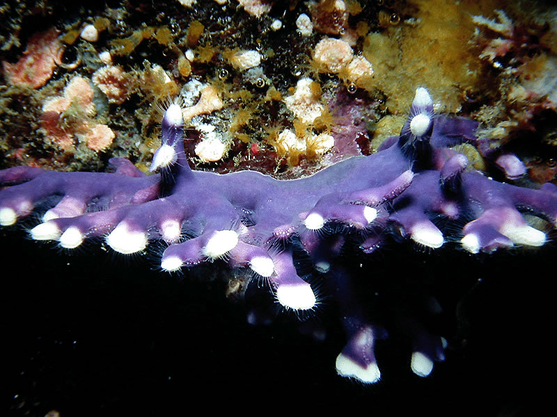 紫侧孔珊瑚.jpg