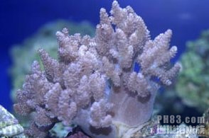 紫菜珊瑚.jpg