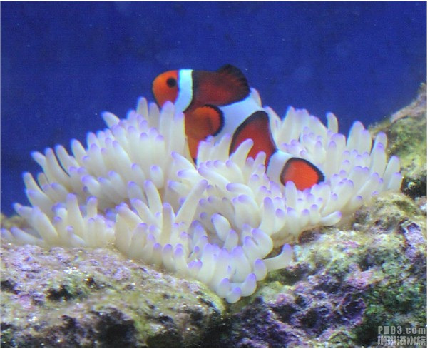 紫点葵珊瑚4.jpg