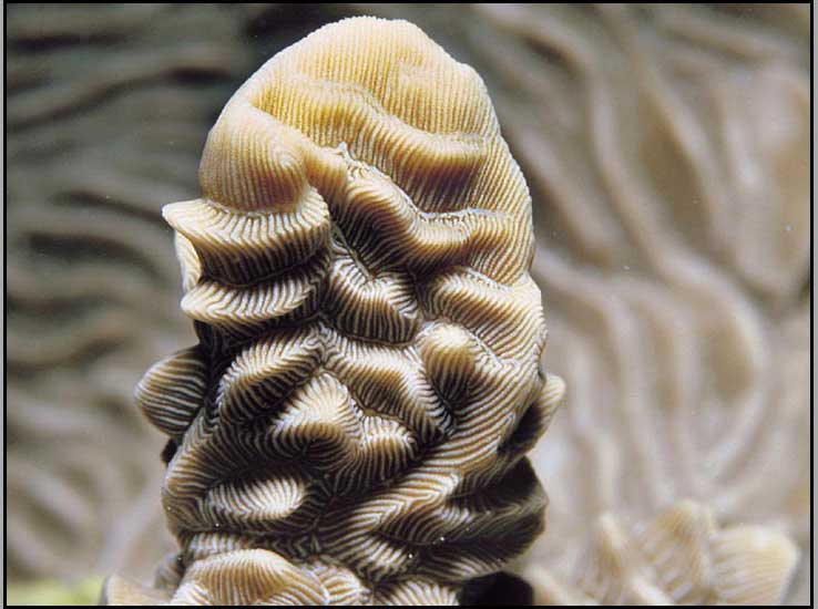 异波纹珊瑚1.jpg