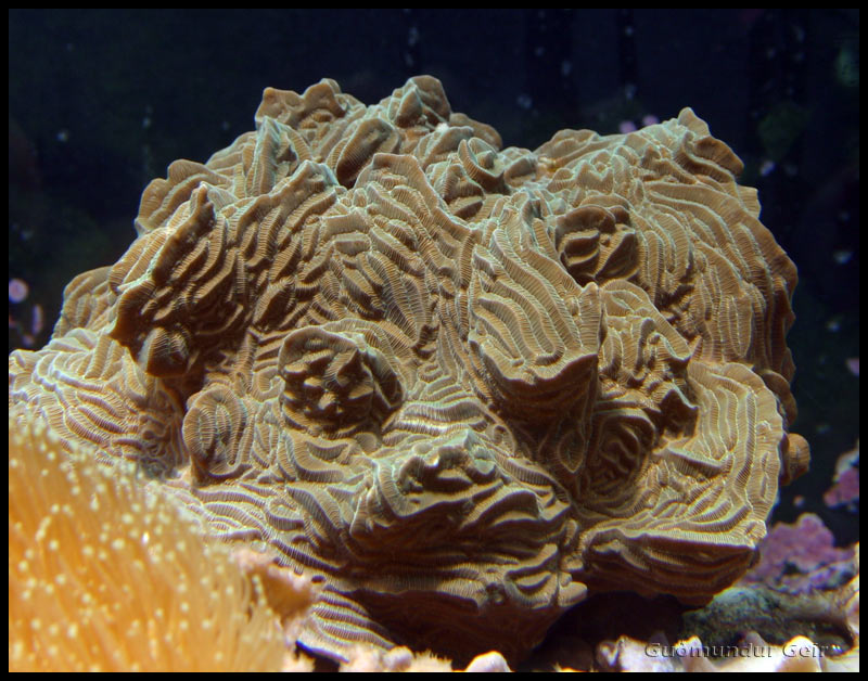 异波纹珊瑚4.jpg