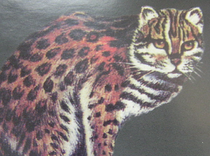 豹猫.jpg
