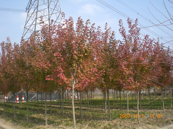 这个品种的枫树树叶还没红透.JPG