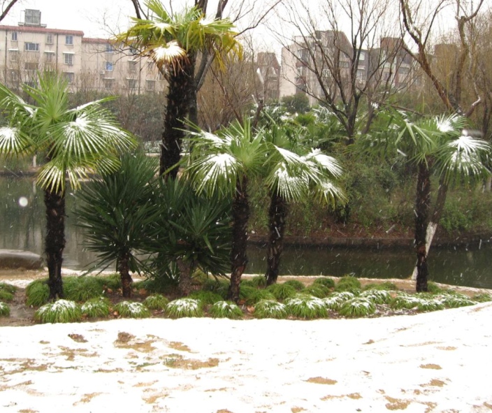公园的雪景.JPG