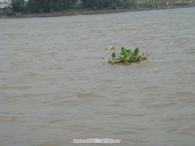 湄公河里的水生植物--不知是不是从中国漂来.jpg