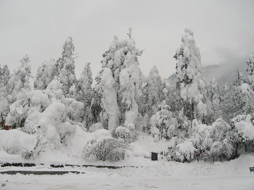 雪.JPG