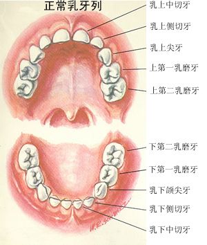 正常乳牙列.jpg