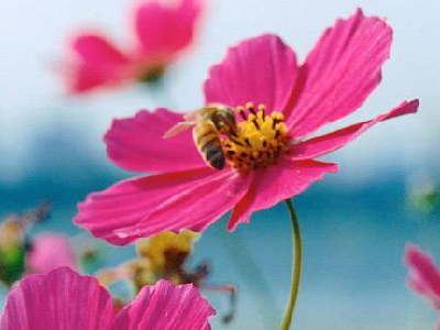 红波斯菊与蜜蜂.jpg