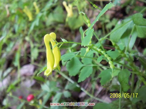 蛇果黄堇的花.jpg