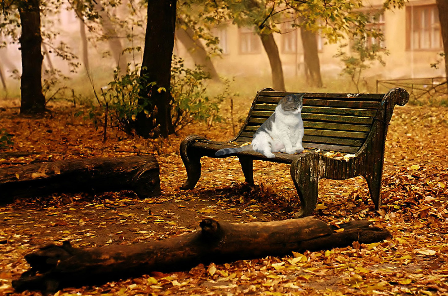 chaircat2.jpg